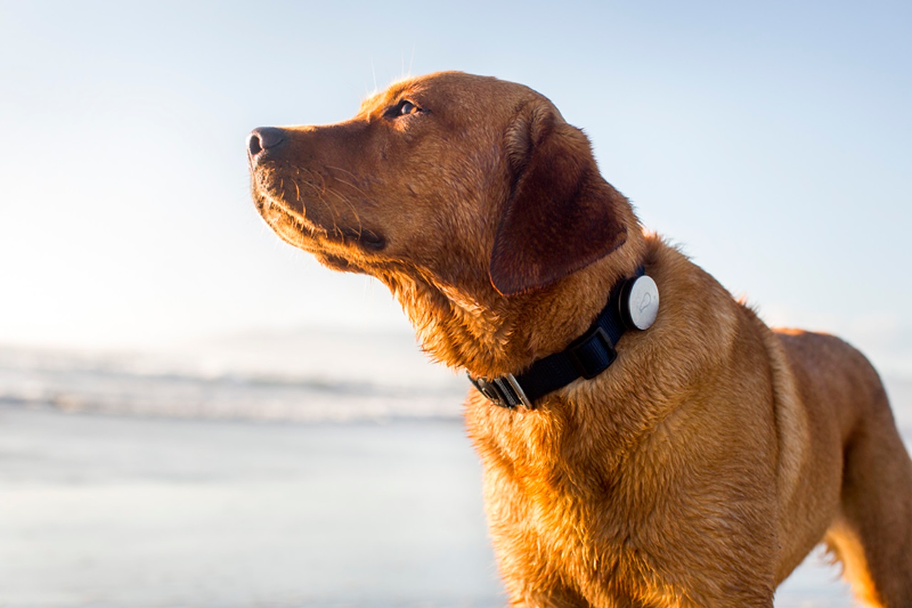 Localizzatore per cani/gatti SOS GPS